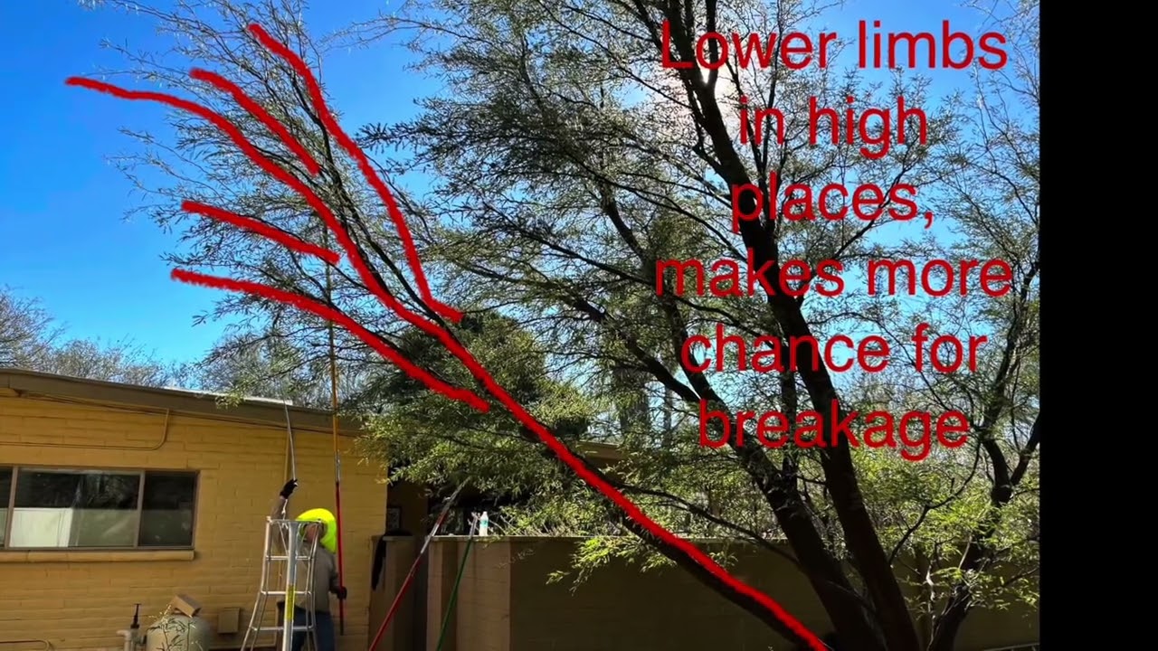 Pruning Mesquites & Palo Verdes for Strong Structure@ArbotistAdvice