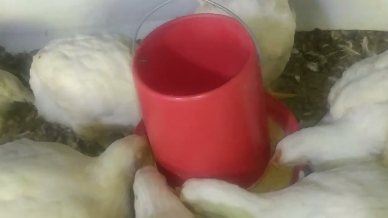 POLLOS DE ENGORDE  CON ASCITIS?? Aqui todos los secretos para el manejo.