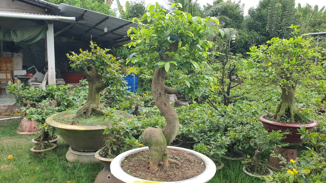 CHIỀU 28/02/26. BÁN 3 CÂY NHỊ NGỌC TOÀN TỨ QUÝ .CAM THIÊN LỘC. GIẢO ÔNG THẦY. 