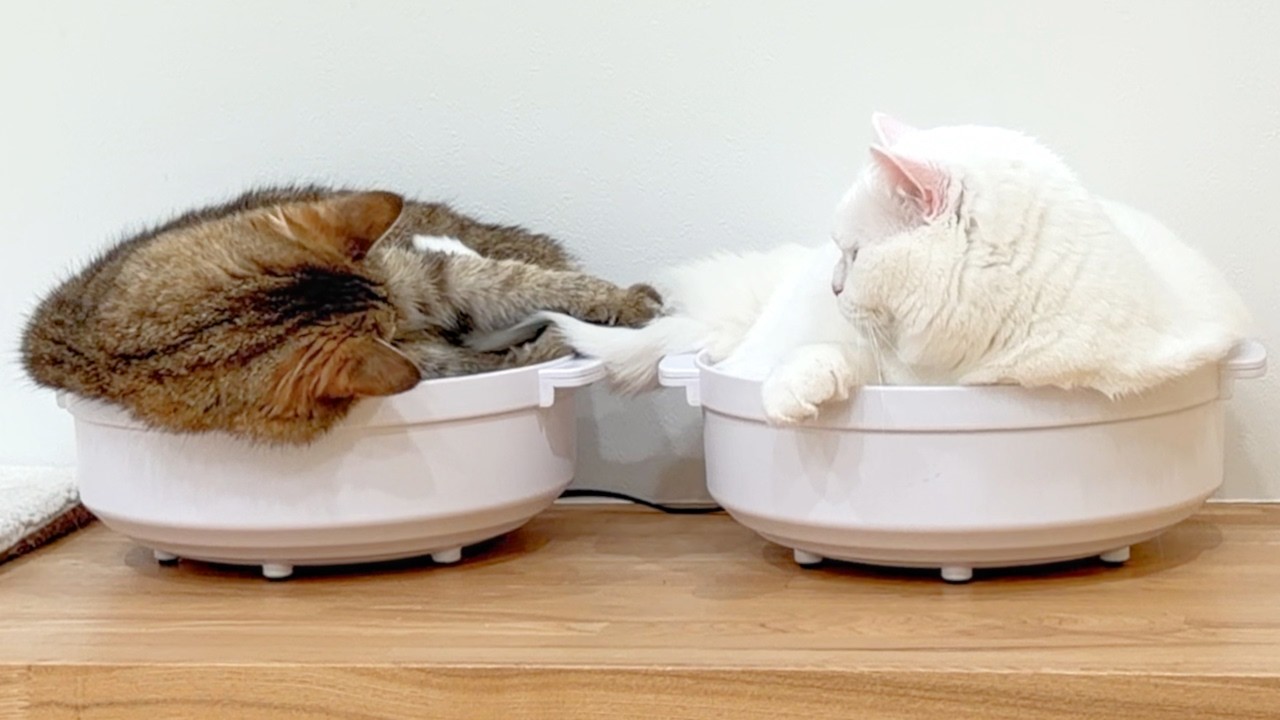 隣の猫のしっぽが気になりすぎて掴んだら…笑
