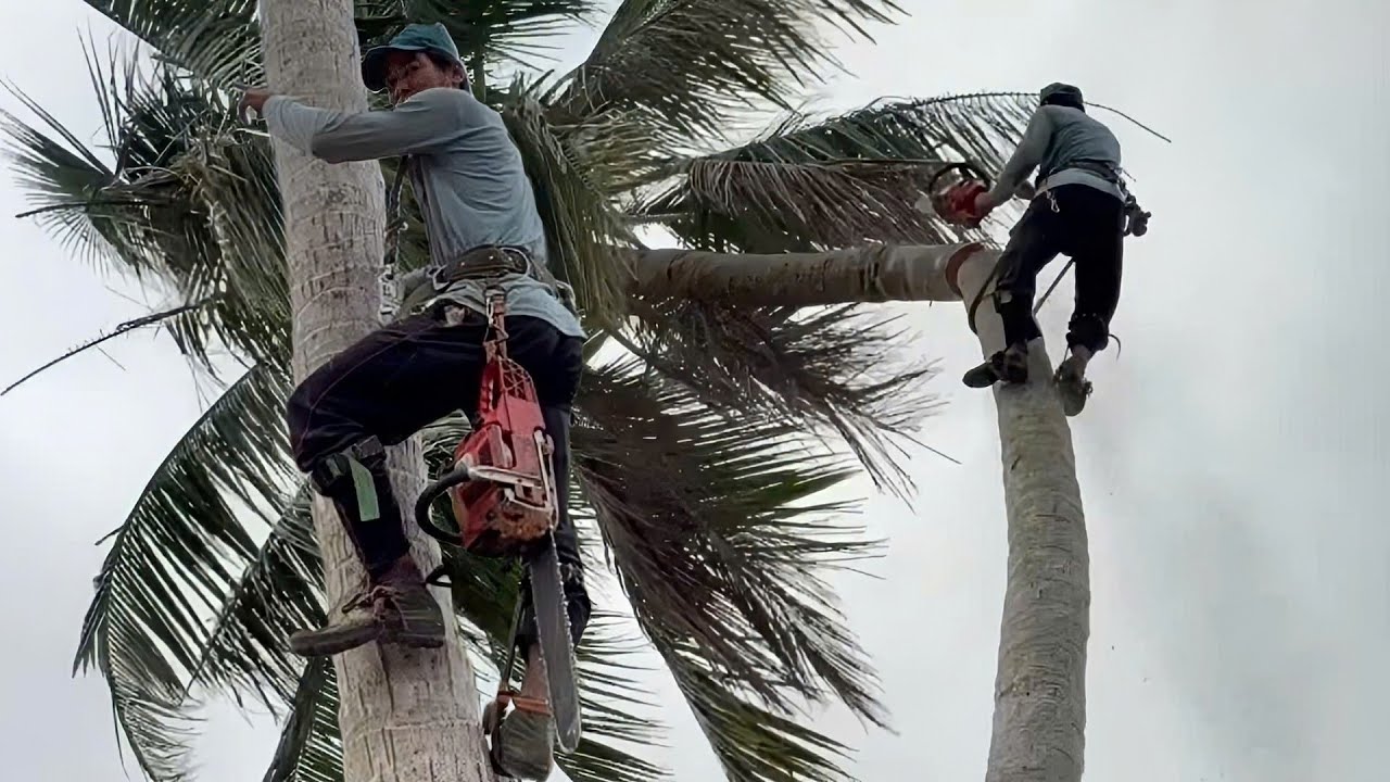 Cưa những cây dừa , Gần nhà gần dây điện , Cưa cây kỷ thuật cao