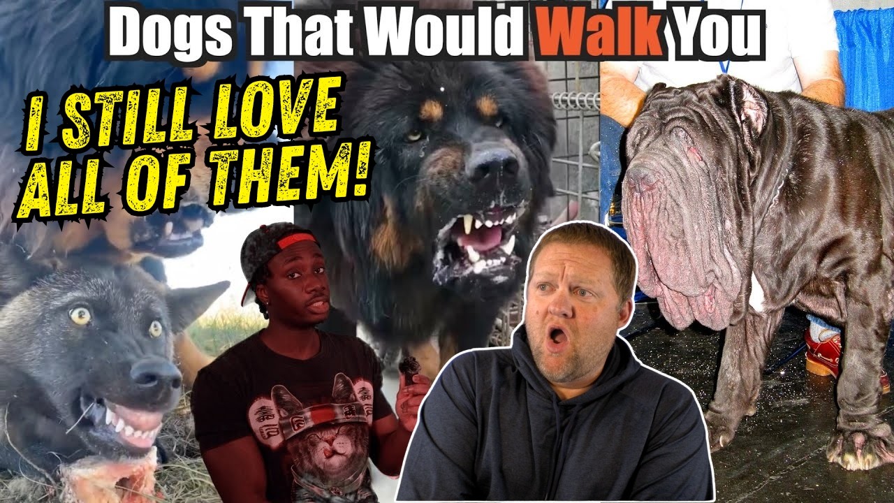 Dogs That Will Send You to DOG Backwards | Casual Geographic | History Teacher Reacts