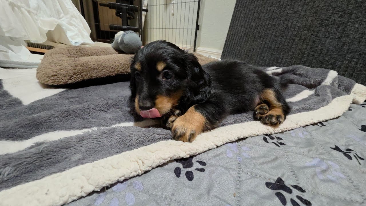 Update on Sweet🩷 Rabbit🐶 Yuri |6Week Update. Will help be next?