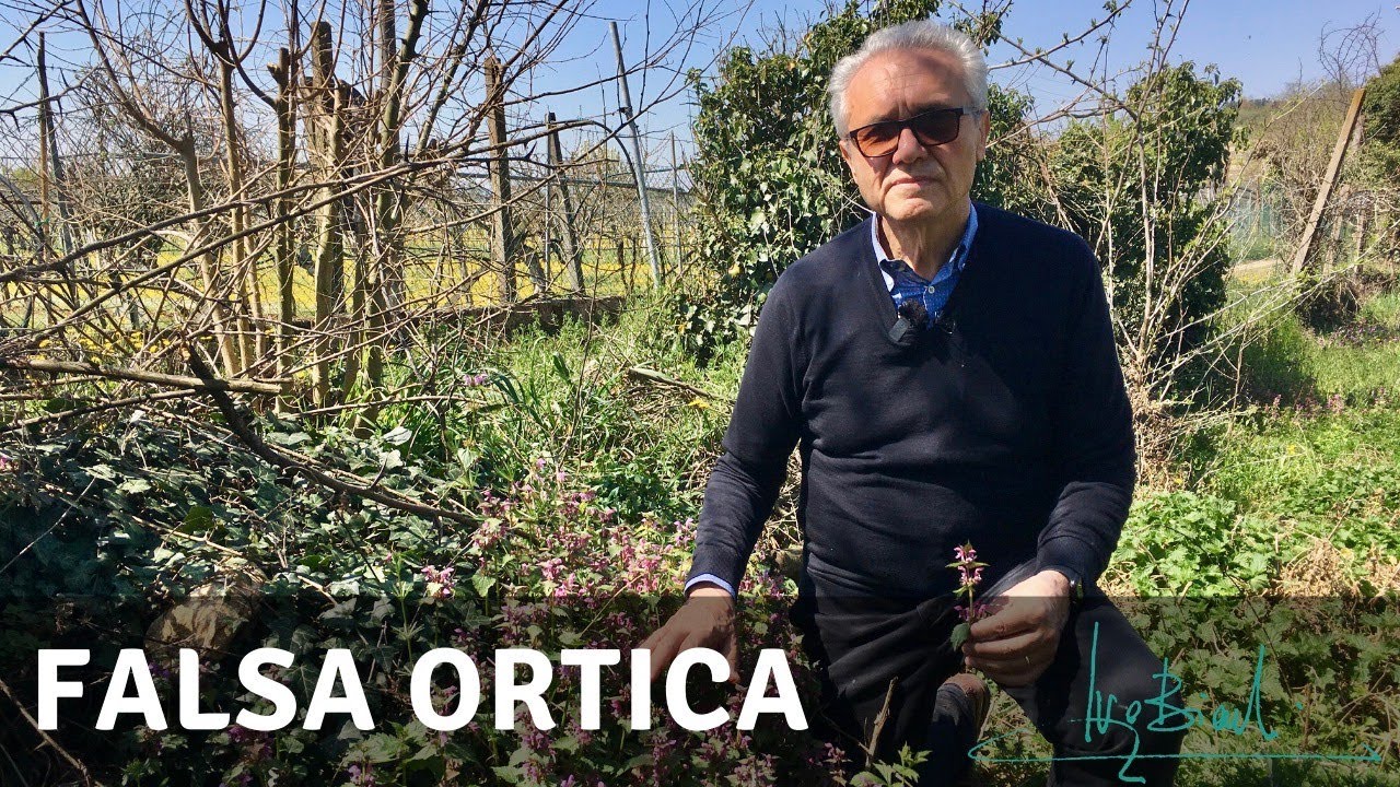 Falsa Ortica per un pesto ad azione anche Antivirale