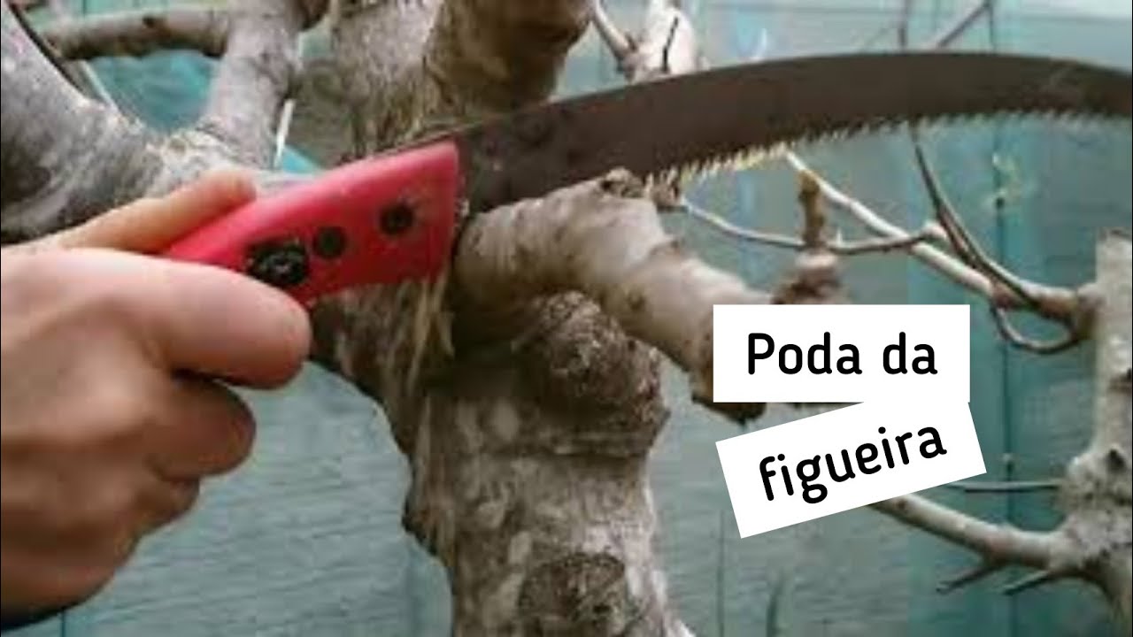 Porque cortamos quase TODOS os galhos da figueira