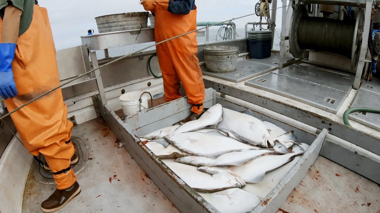 Hauling in the First Set - Halibut Longline Start to Finish