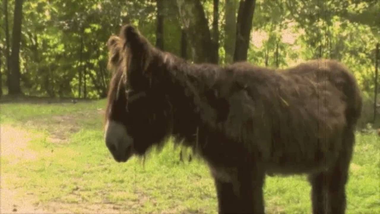 Planckendael
