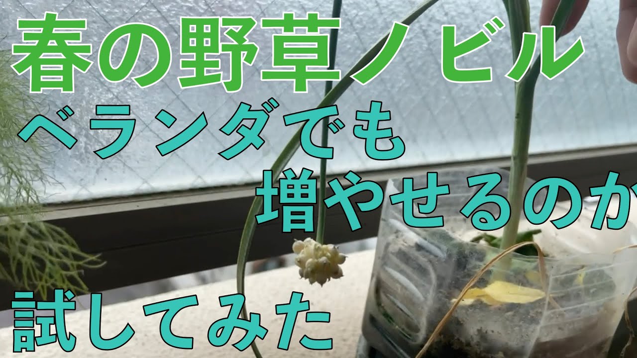 【ベランダ栽培】春の野草ノビル、あんまり見つからなかったからベランダで増やしたい