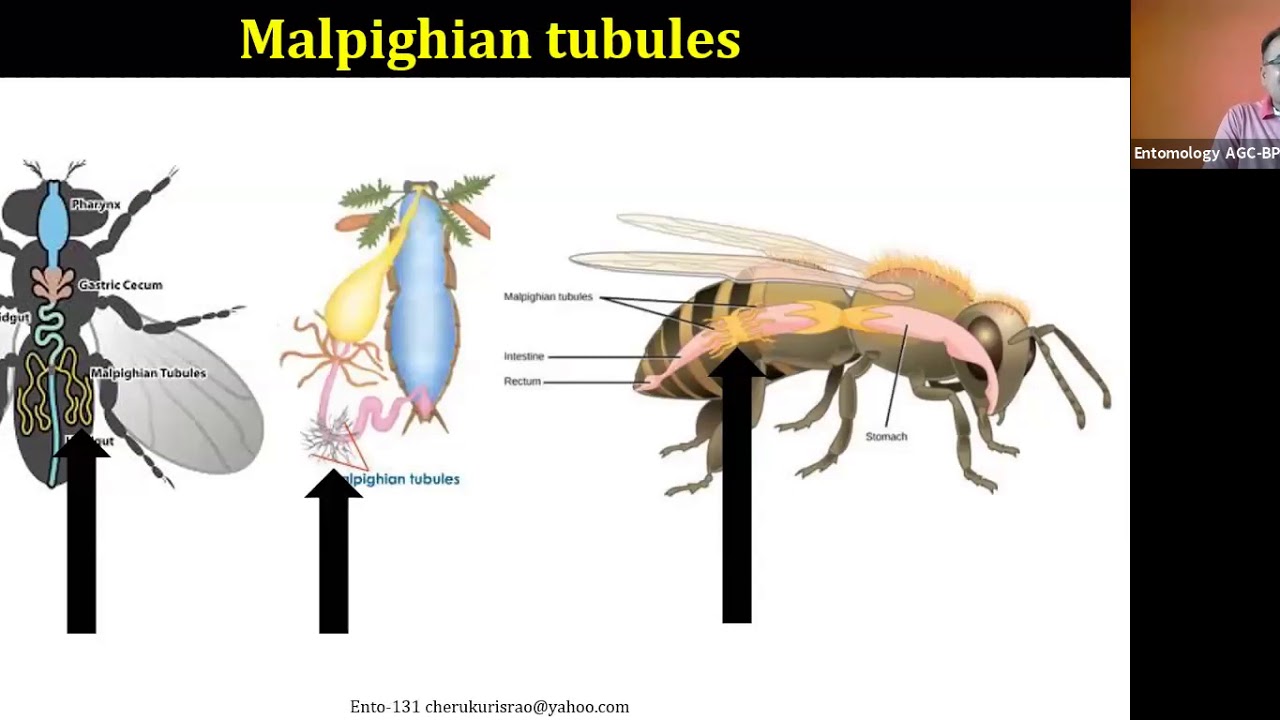 Prof Cherukuri Ento 131 L 15 Insect Excretory System