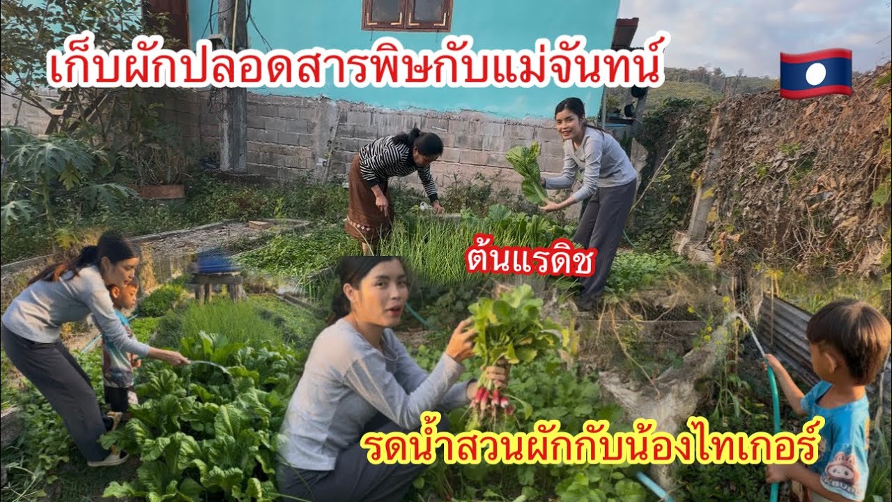 มารดน้ำสวนผักให้แม่จันทน์น้องไทเกอร์มาช่วยรดน้ำด้วยเก็บผักต่างประเทศไปกินมีทังผักกาดยักษ์ต้นแรดิช