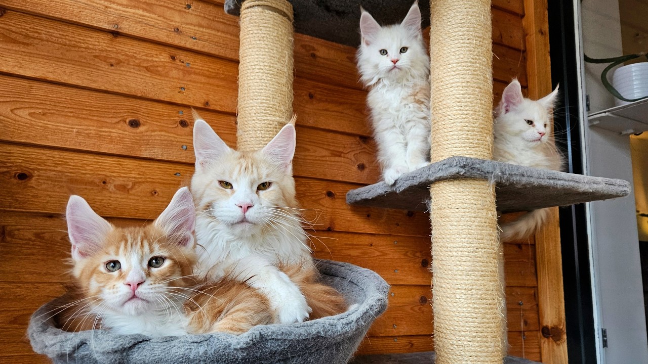 A Tree Full of Maine Coon Cats and Kittens!