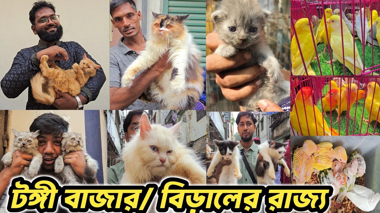 টঙ্গী বাজার বিড়ালের রাজ্যে আপনাকে স্বাগতম🐱🐱Tongi Bazar Pets Market 🐱