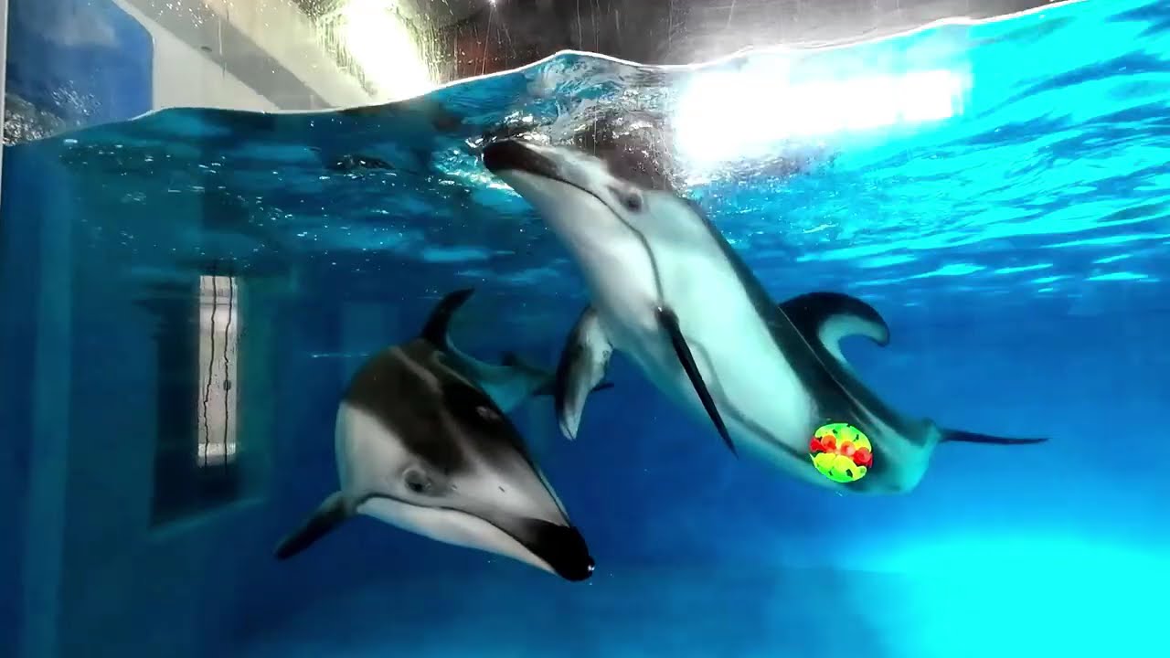 イッチママとコハクちゃん親子