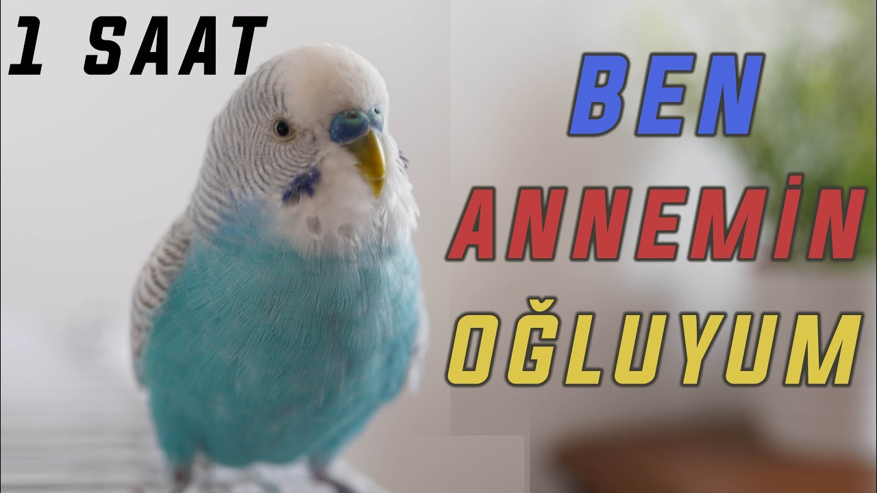 BEN ANNEMİN OĞLUYUM, BEN AKILLI BİR KUŞUM :) | 1 SAAT
