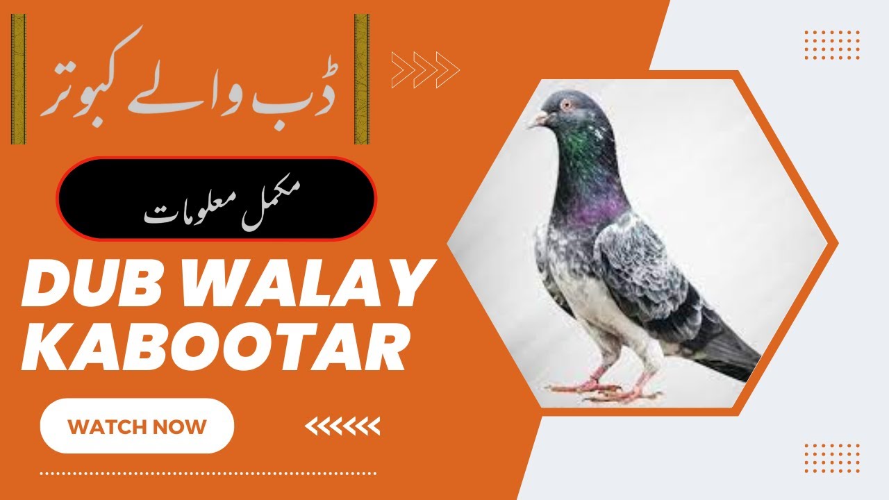 Dub Walay Kabootar History In Urdu | Dab Walay Kabootar Ki Pehchan | kamagar kabootar Original
