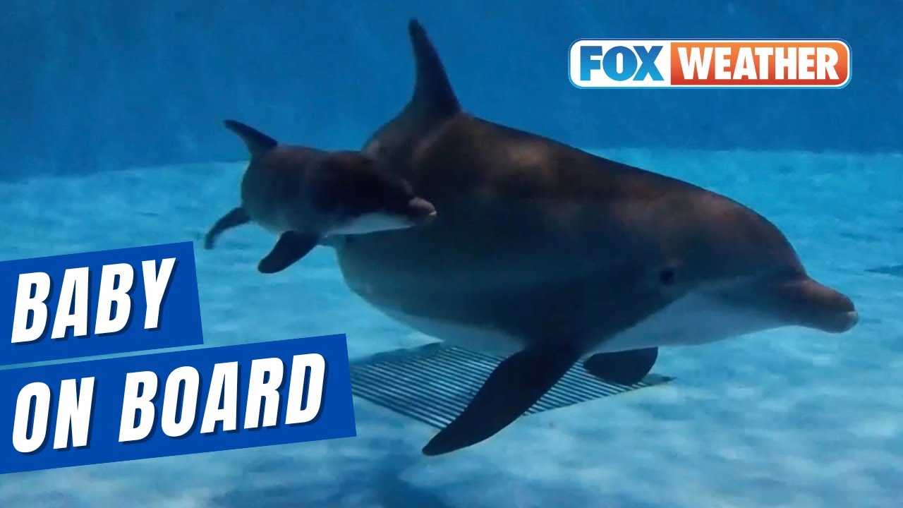 Dolphin Gives Birth To First Dolphin Calf At Chicago Zoo In Over 10 Years