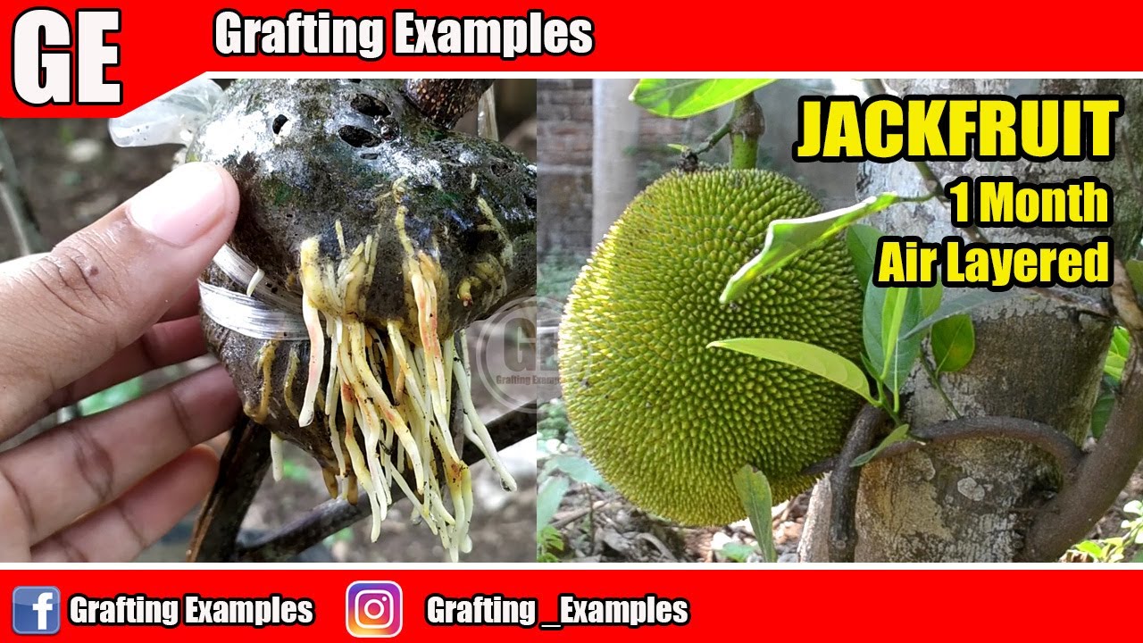 JackFruit Air Layering On Rainy Season Will Get Awesome Roots 100% Success