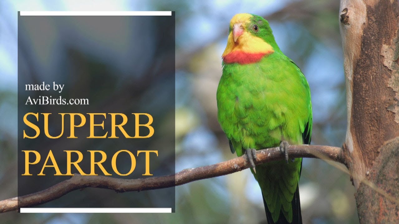 Superb Parrot / Barraband's Parrot / Barraband's Parakeet / Green Leek Parrot [Polytelis Swainsonii]