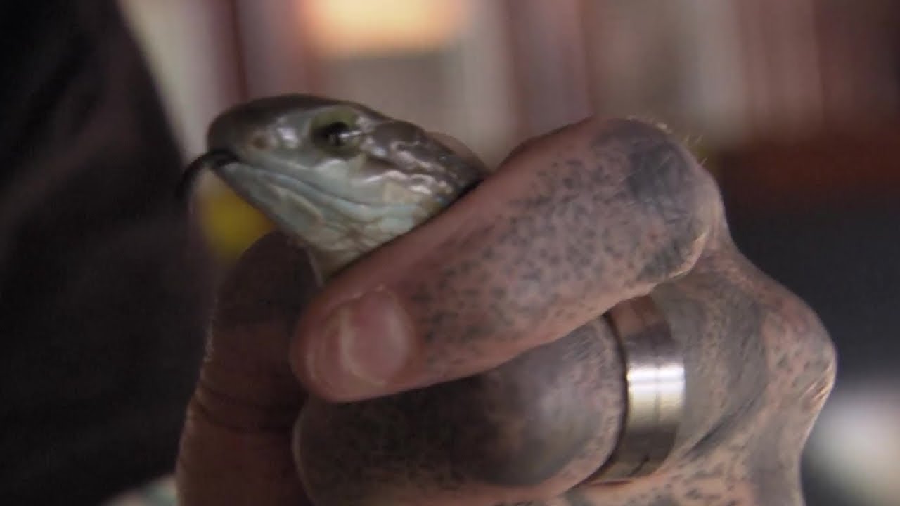 SOS Cobra: Boomslang F&ecirc;mea