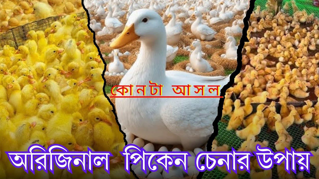 অরজিনাল পিকেন ষ্টার ১৩ চেনার সহজ উপায় / আগে জানি পরে কিনি / প্রতারণা থেকে বাঁচুন