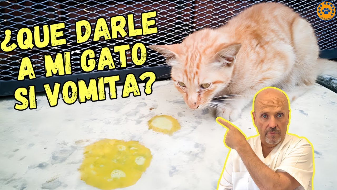 ✅ ¿QUE DARLE A MI GATO SI VOMITA? ✅