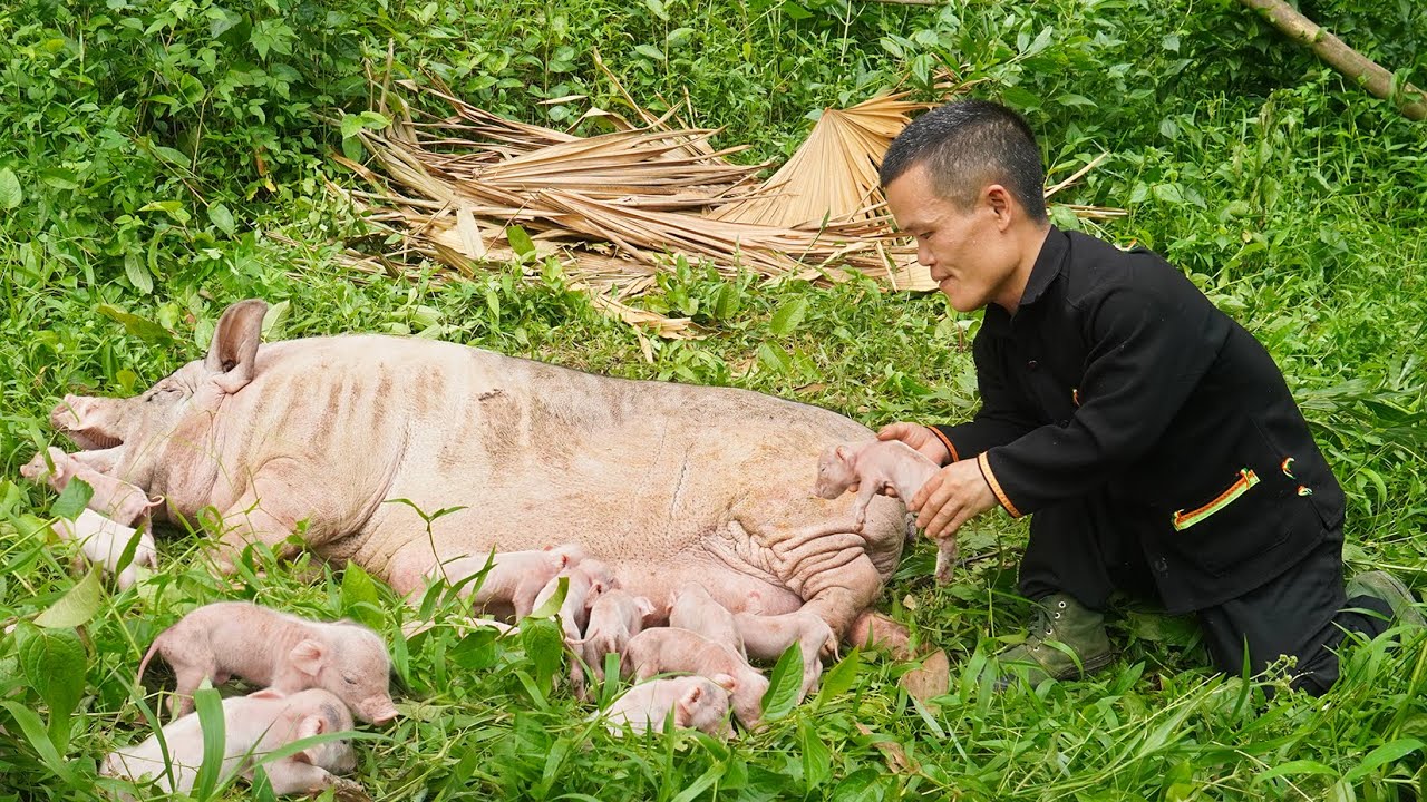 Dwarf Family Finds Wild Boar Giving Birth While Picking Grapefruit | Wild Boar Birth in Wild