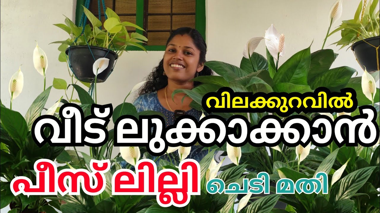 വീട് ലുക്കക്കാൻ  പീസ് ലില്ലി ചെടിമതി|peace Lily care tips, propagation, pottingmixture  & repotting