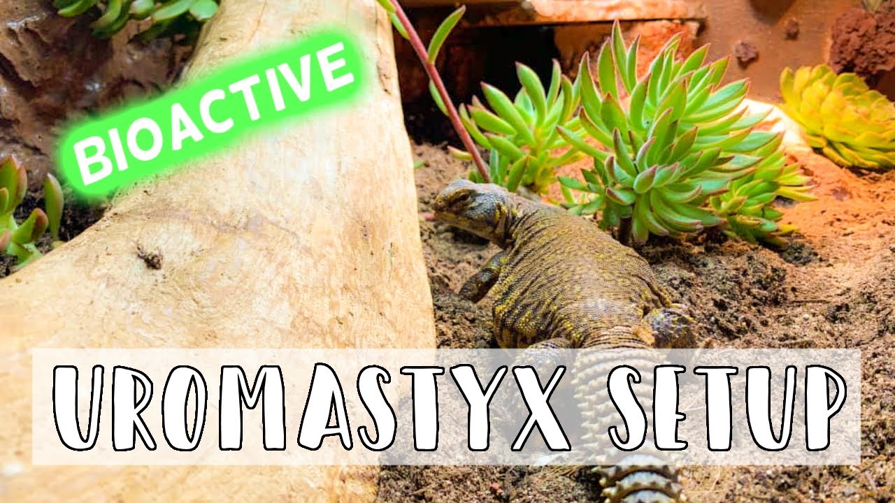 Starting a Bioactive Uromastyx Setup // DIY Reptile Background