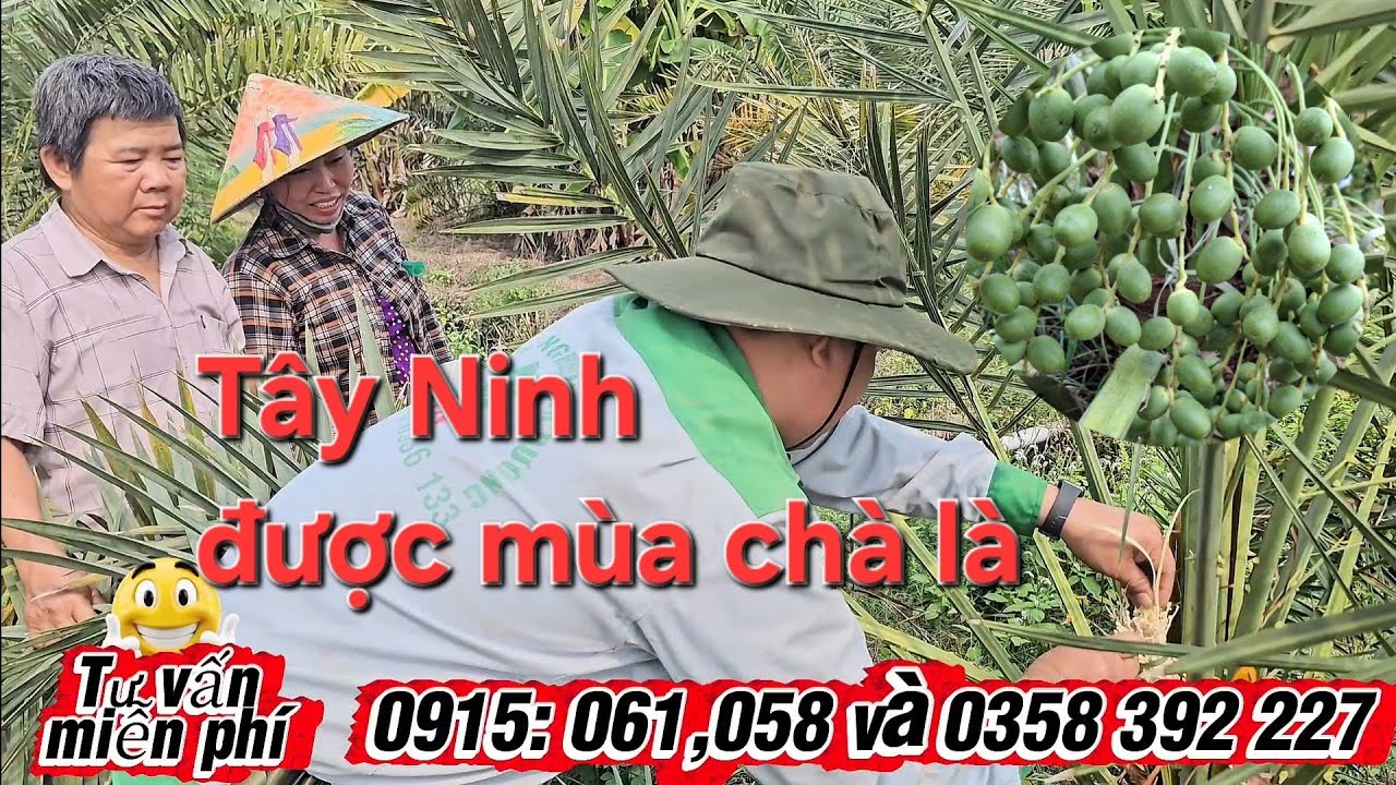 Thăm vườn chà là ở tây ninh, hướng dẫn nông dân dọn gai và thổi phấn #0915061058