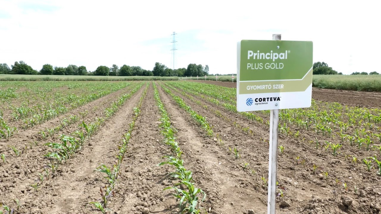 Principal® Plus Gold - A klasszikus posztemergens gyomirtó szer