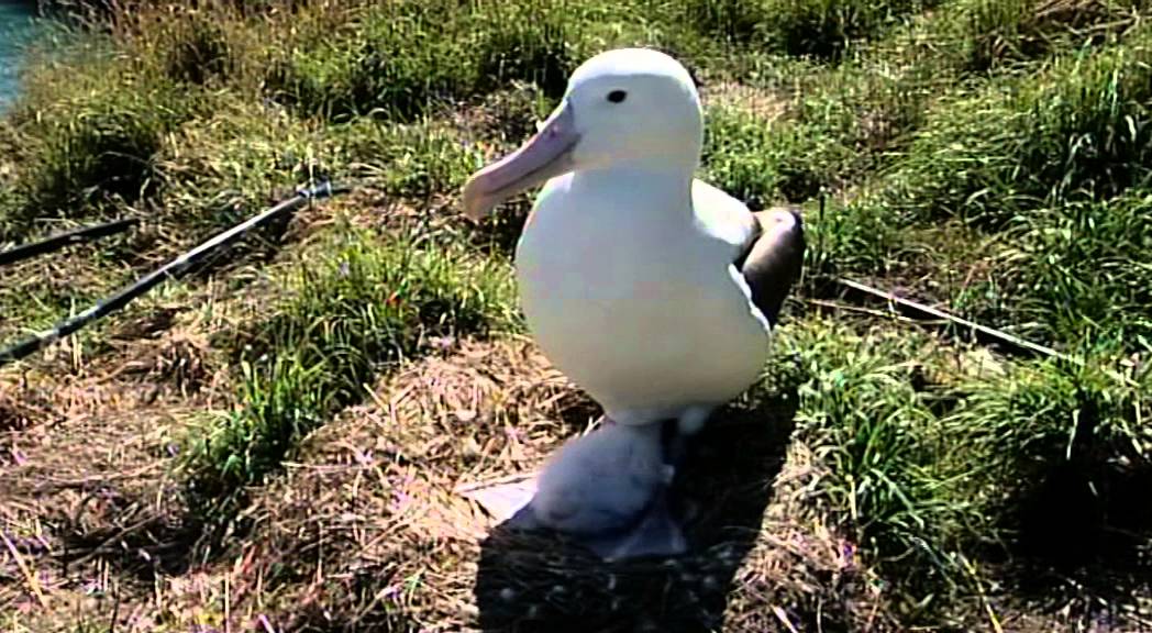 Albatross population growing