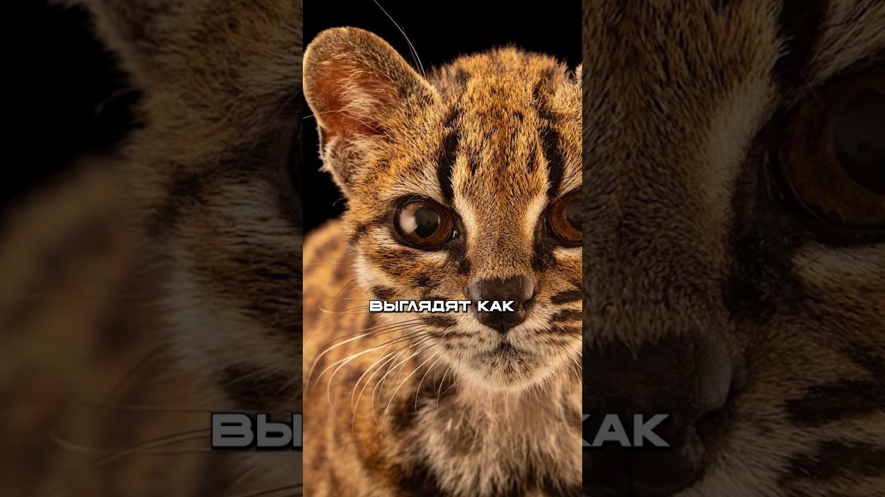Ученые Нашли Новый Вид КОШКИ
