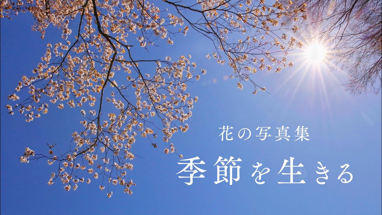 花の写真集「季節を生きる」【いしまるひろこ Photo Gallery】