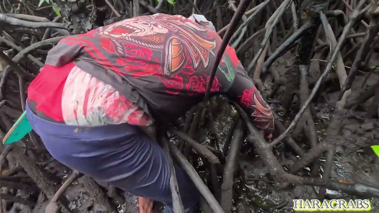 HUNTING ULIT MUD CRABS TRAP | PARTNER CAUGHT IN THE ACT 