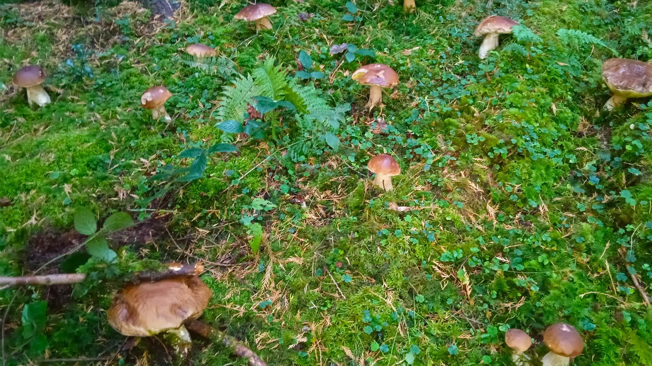 Impresionante BROTE De Boletus Edulis XXL Gigantes, 4 Octubre 2021