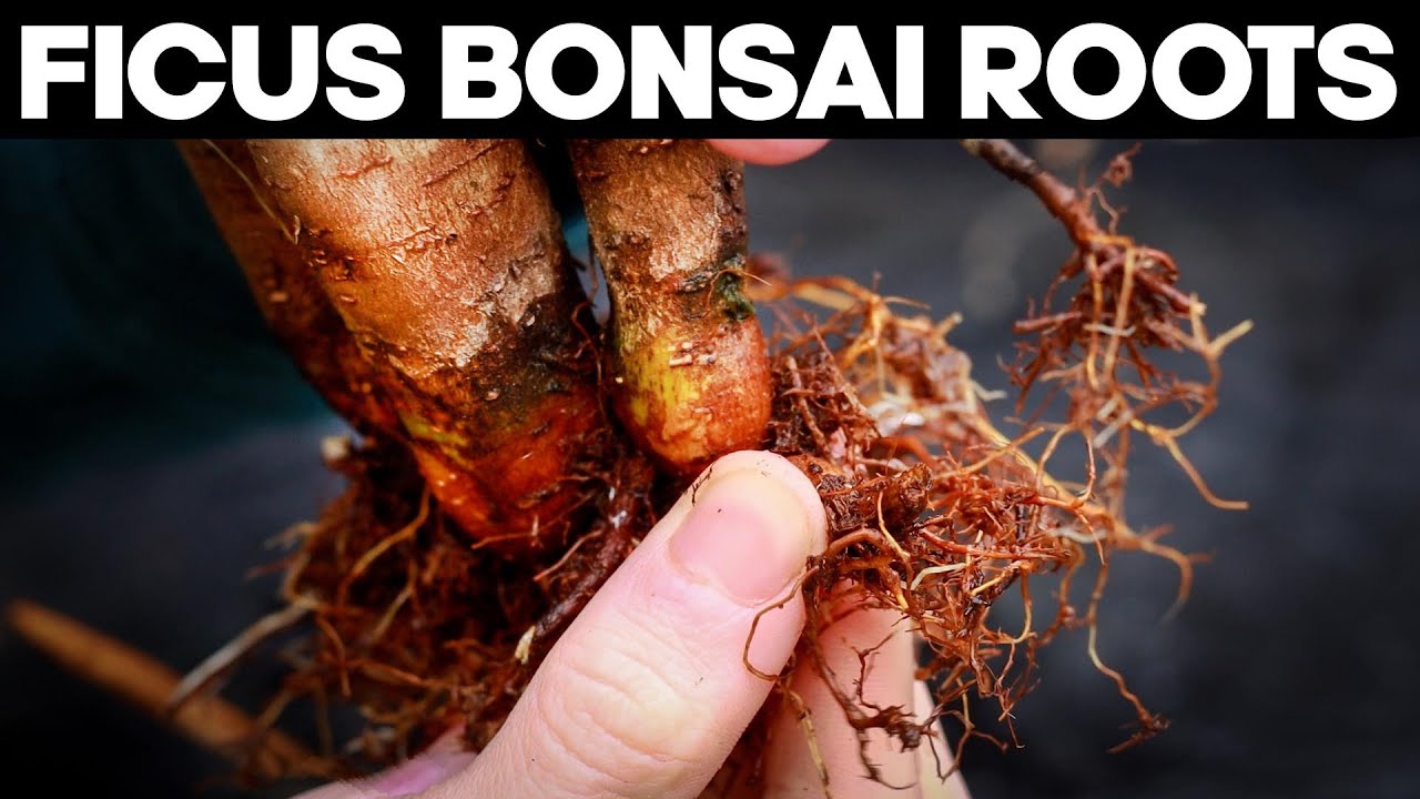 Бонсай из фикуса – методы пересадки и обрезки корней 🌱