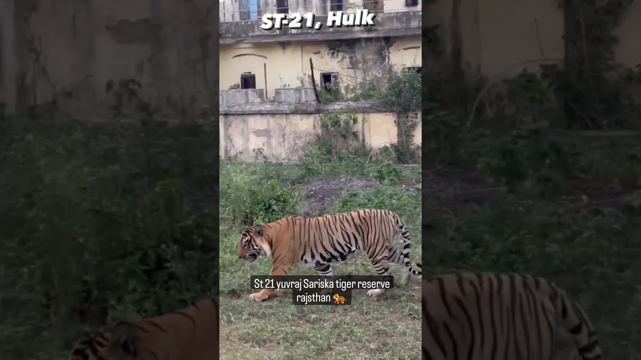 St 21 yuvraj Sariska tiger reserve rajsthan 🐅#sariskatigerreserve #sariska #sariskanationalpark