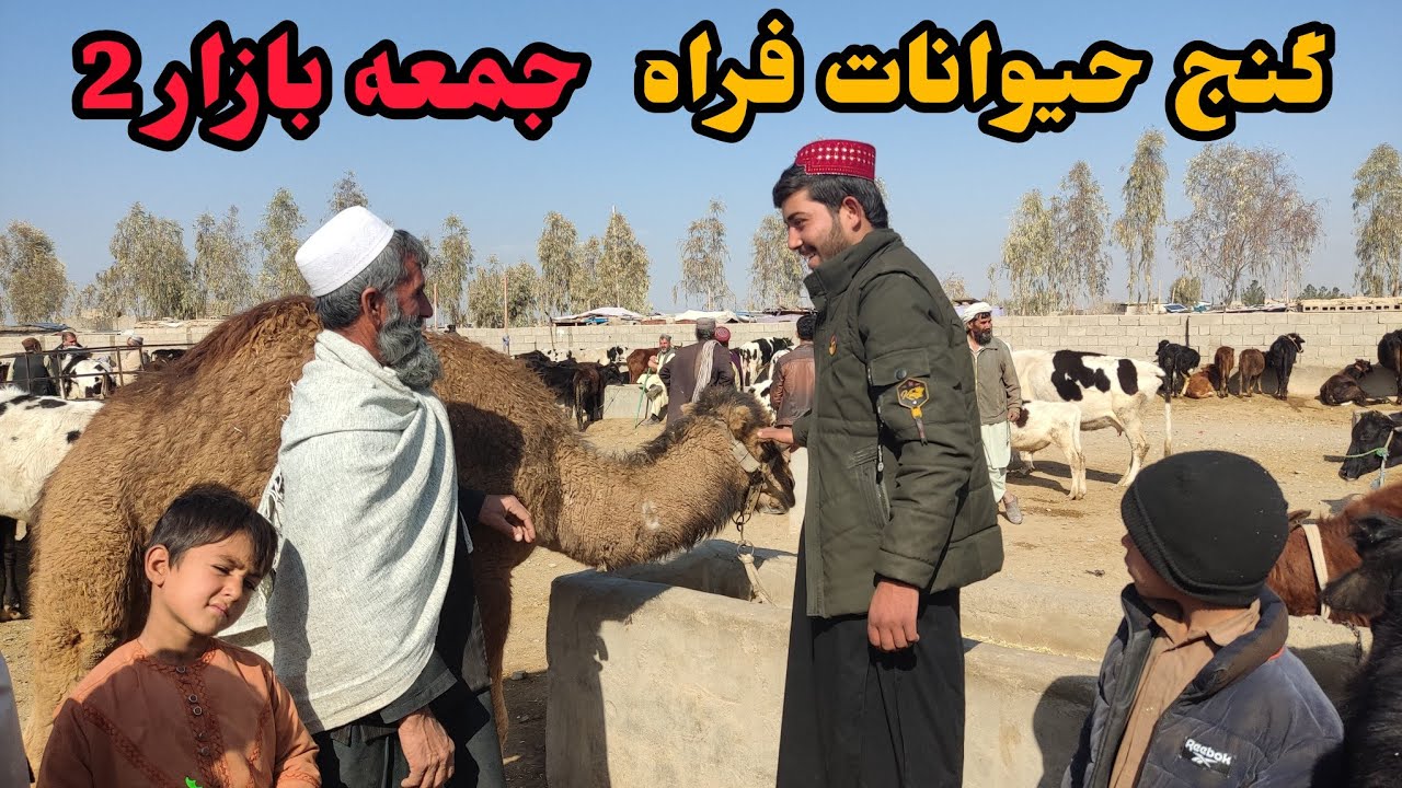 گزارش ویژه  از گنج فراه|جمعه بازار فراه2|Animals Jumah Bazar Farah Afghanistan