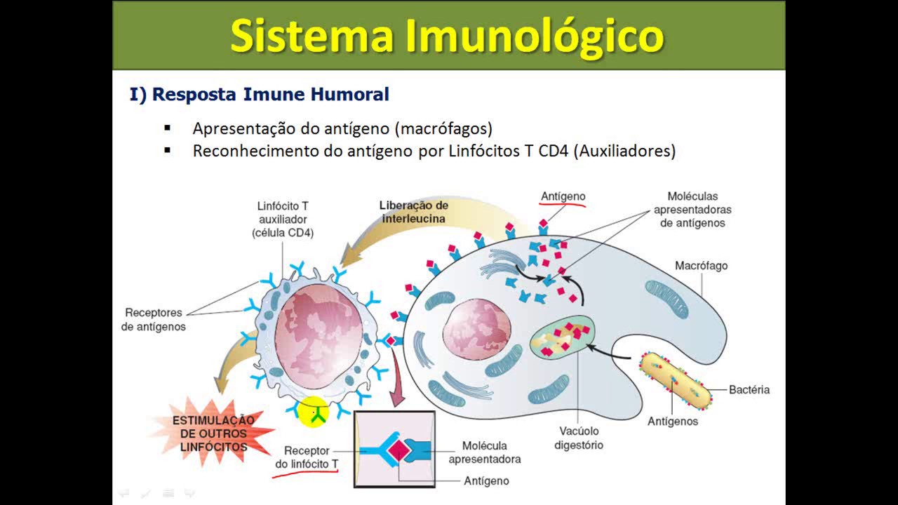 Sistema Imunológico - características, funções e células de defesa