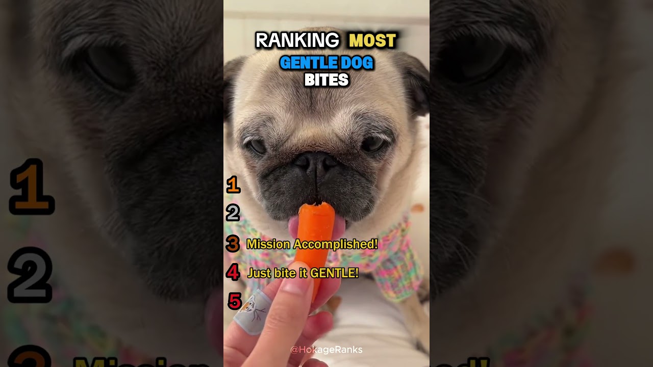 Ranking the Most Gentle Dog Bites Ever!🦴