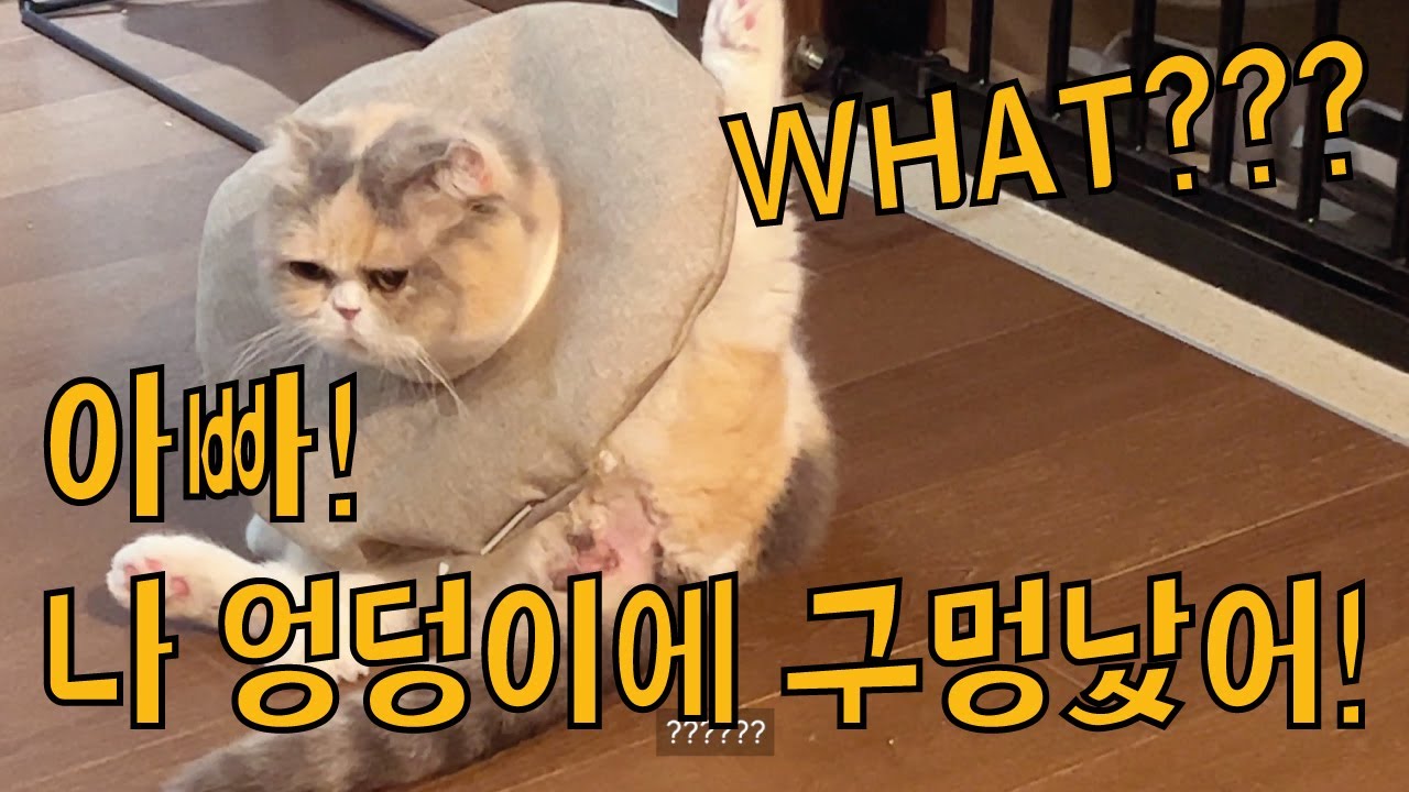 고양이도 항문낭이 터진다! 달자 항문낭 수술일지