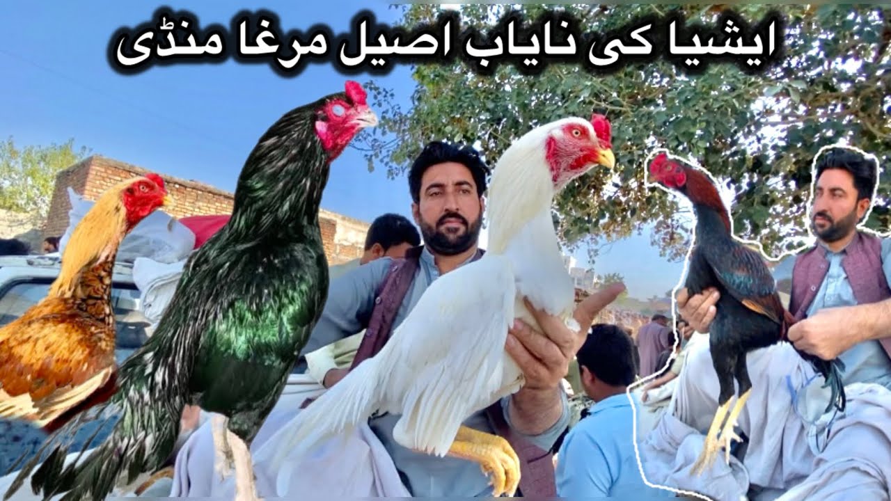 Haripur mandi ma Khan Bhai ny white heera aseel murgy le aye