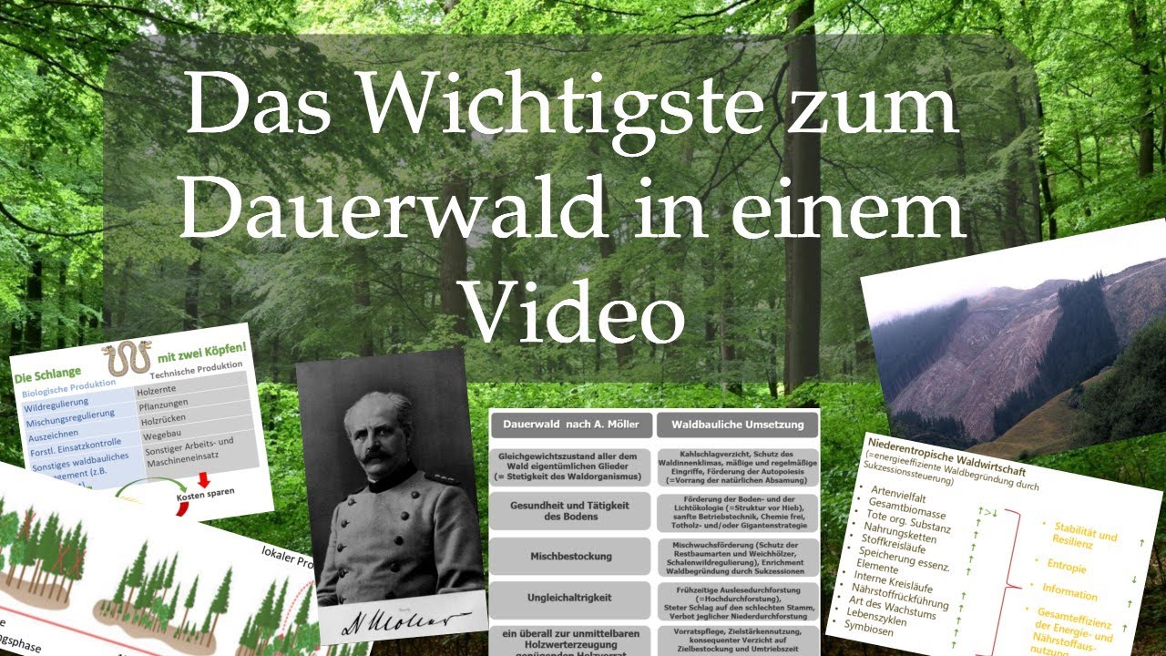 Kurzrepetitorium Dauerwald