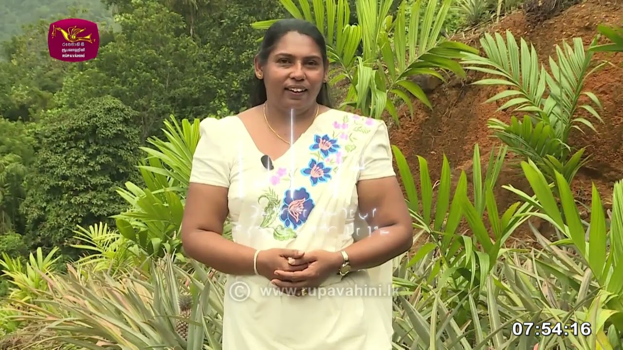 Sagawunu Kahawanu | සැගවුණු කහවනු - පුවක් වගාව | 2025-09-28 | Rupavahini