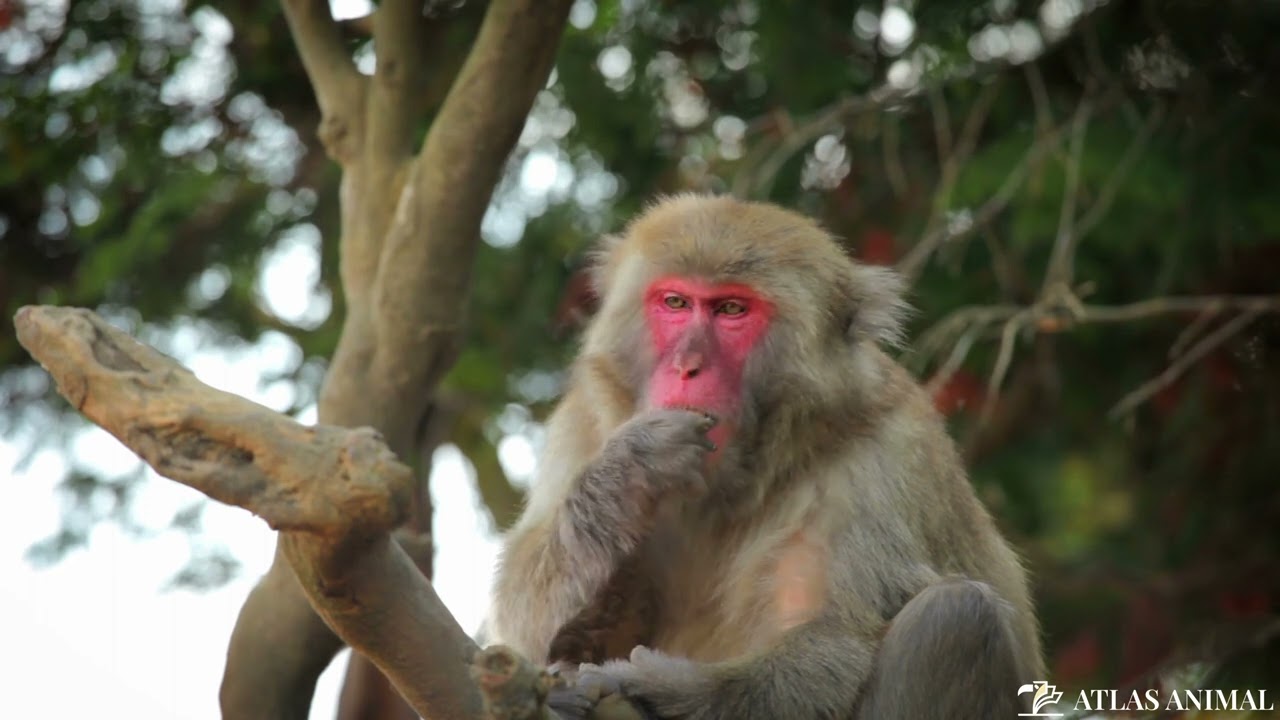 Macaco Japon&eacute;s en 4K - Japanese Macaque 4K