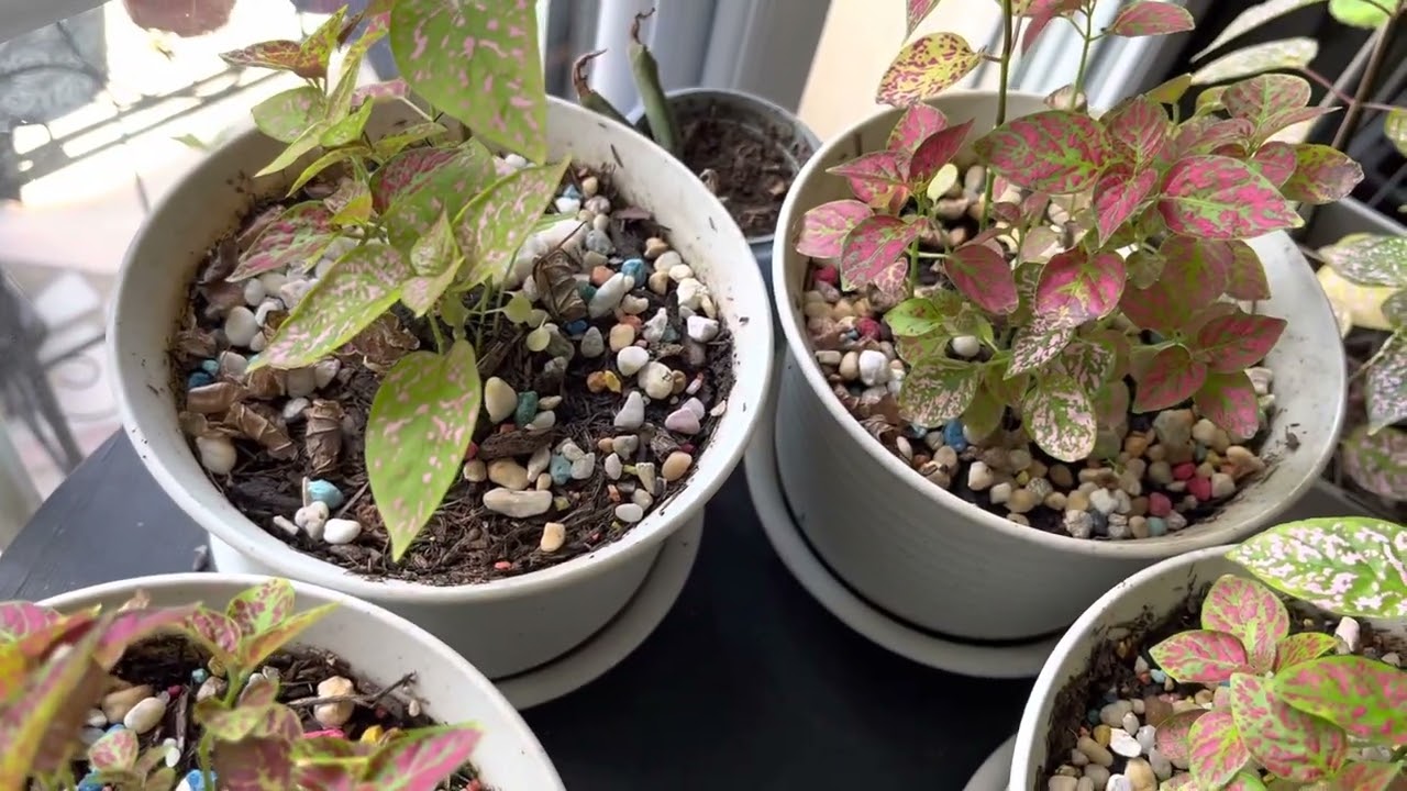 كيفية العناية بنبات الهيبستوس او الرقطاء او خد العروس 🌿🌷🌿🌷🌿🌷