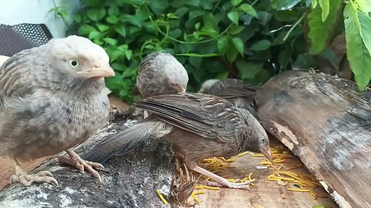 The Hidden Harmony: Tracking Myna and Babbler Territorial Calls in Your Garden