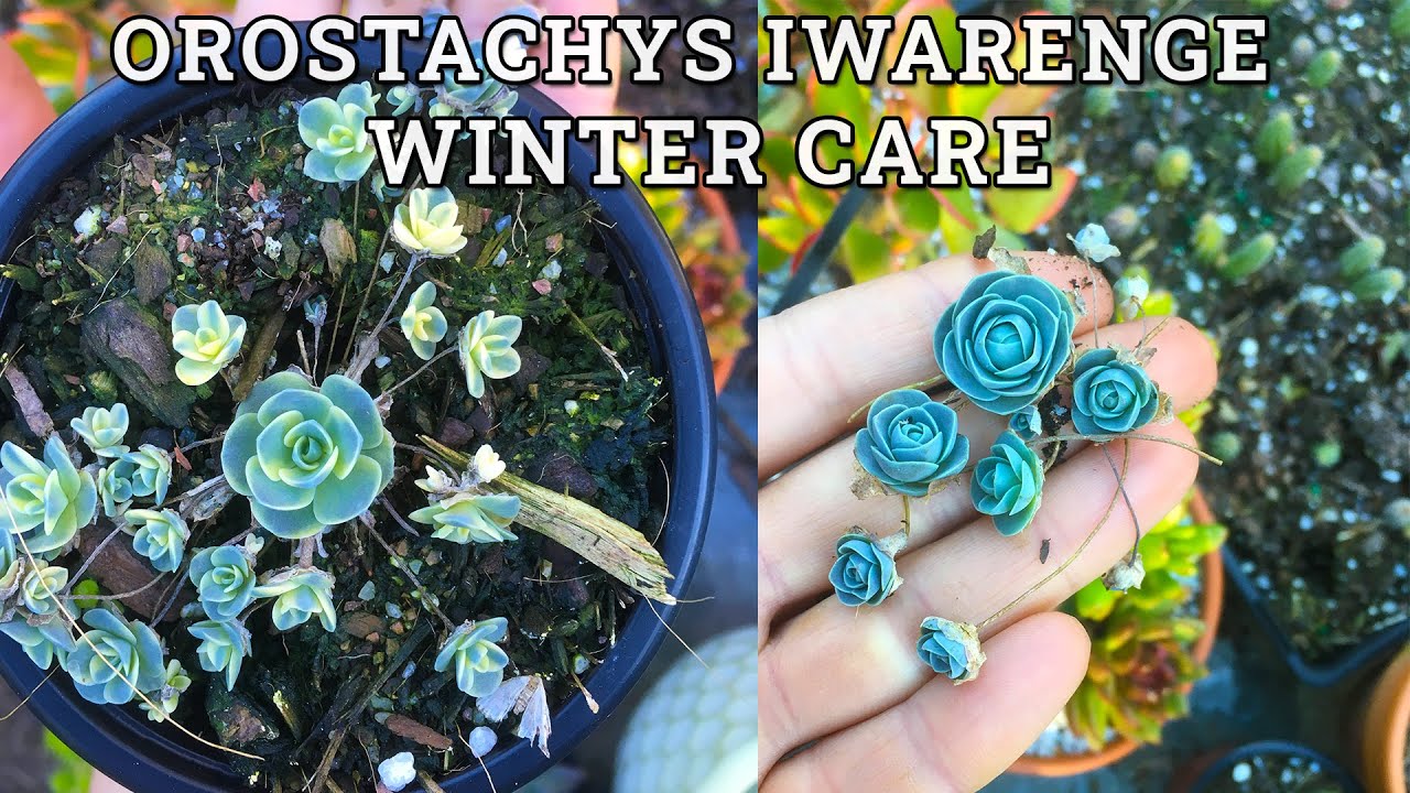 Orostachys iwarenge Зимний уход