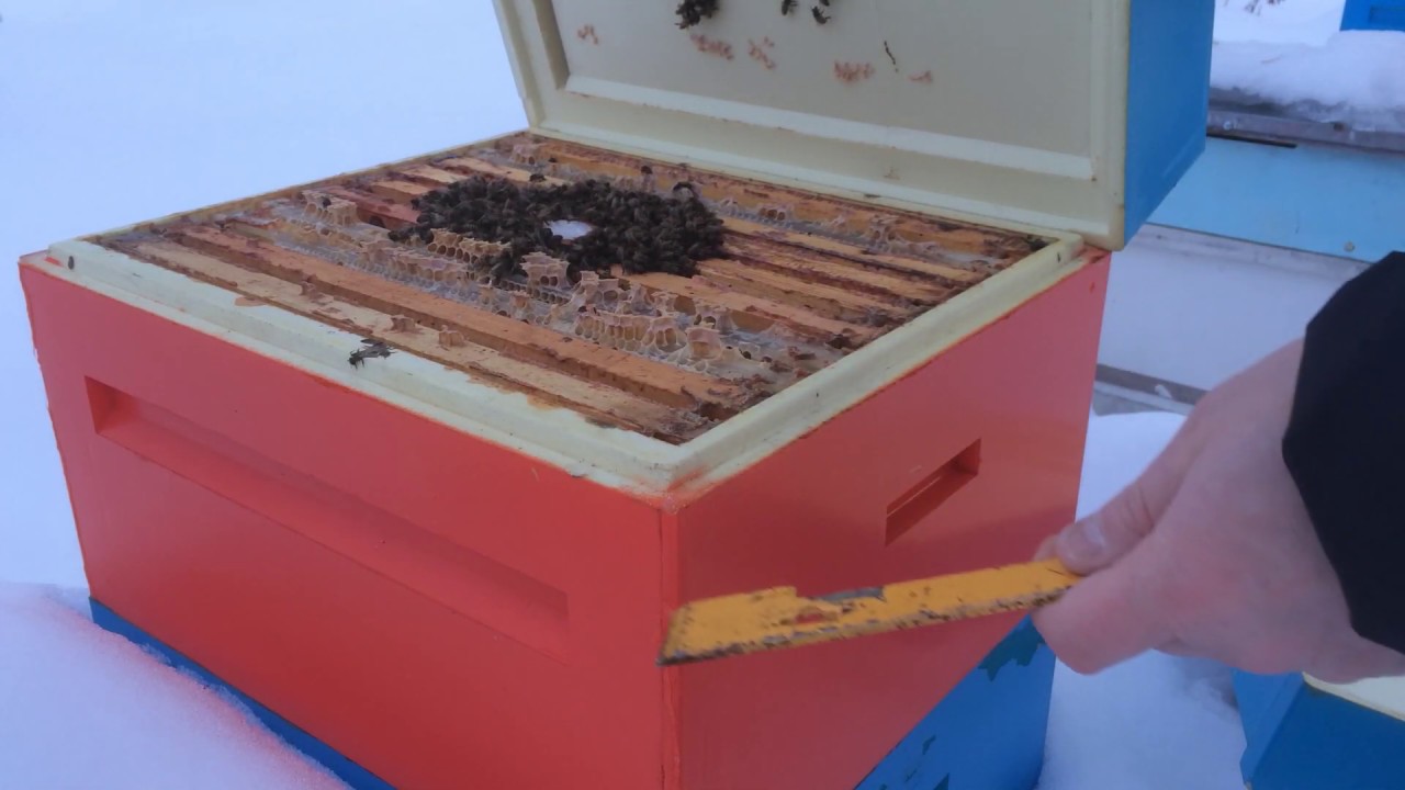 Зимовка пчел на улице в улье из ППУ Ру Улей, зимний осмотр