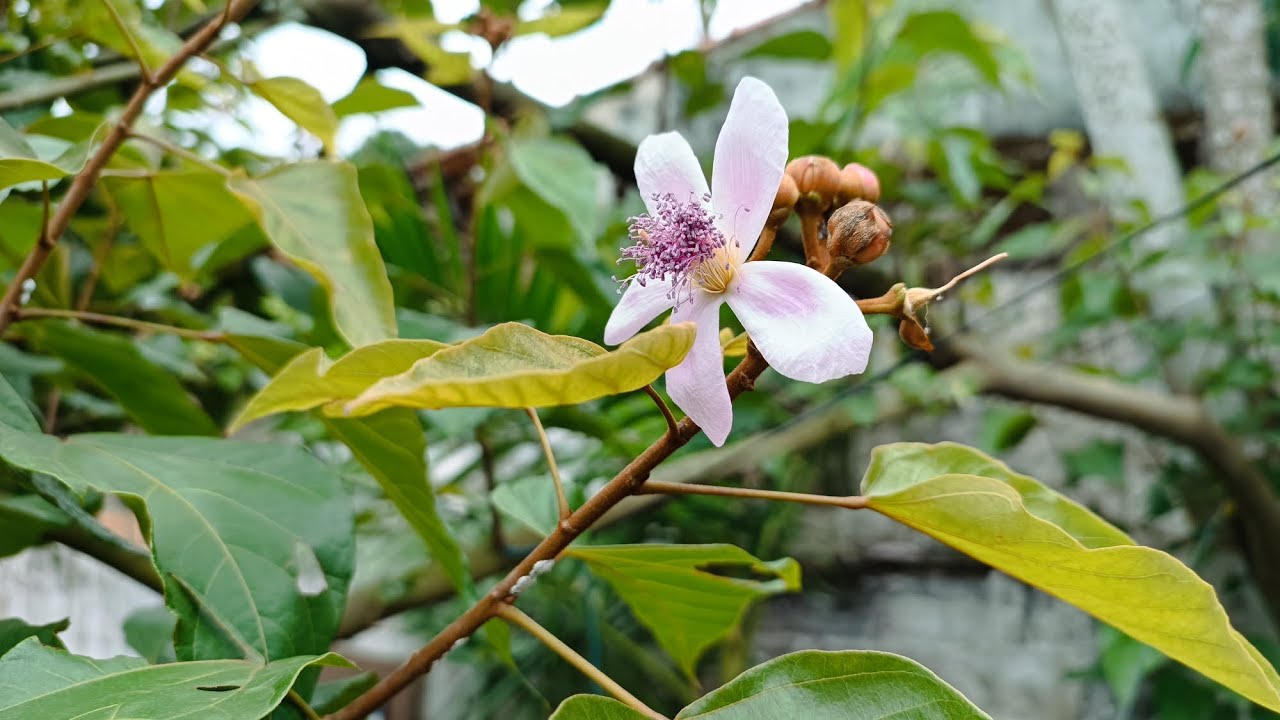 Flor de urucum. Цветок аннато.
